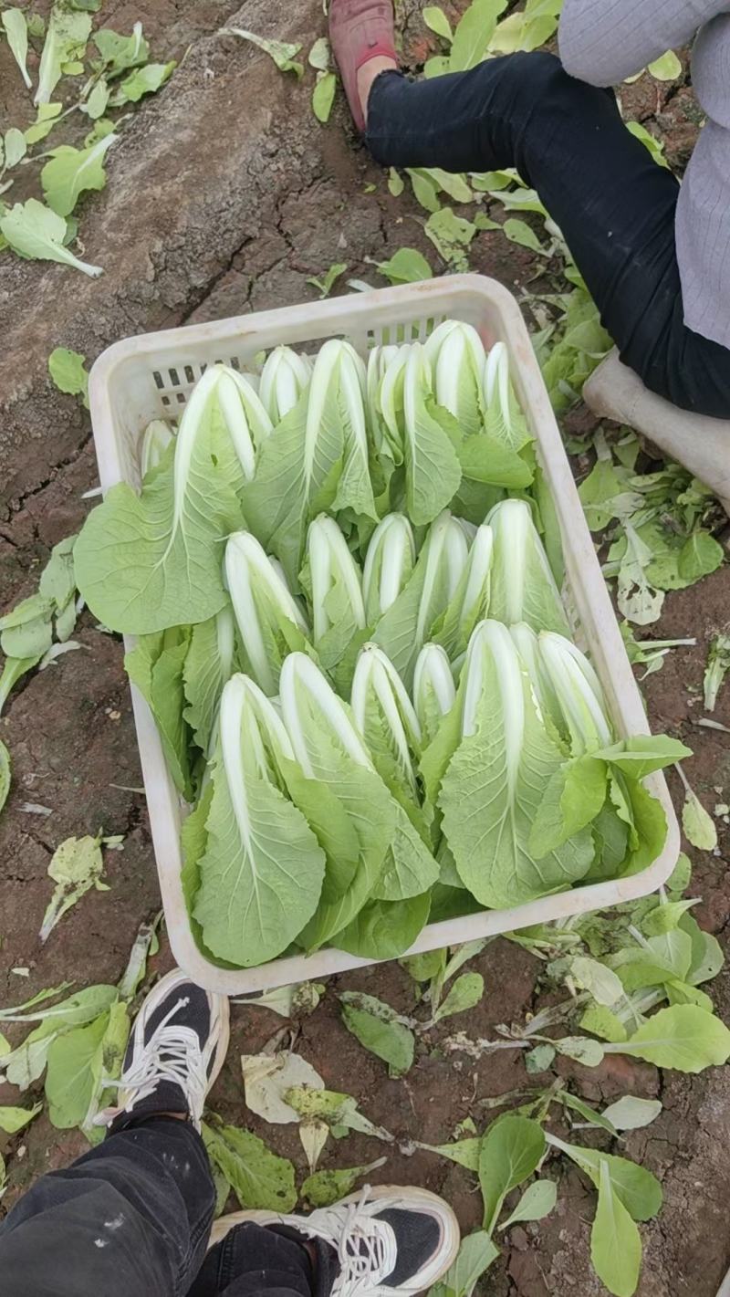 农时大棚蔬菜种植有限公司