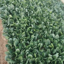 趴地菠菜产地直采一手货源大量现货供应超市电商批发市场