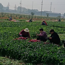 趴地菠菜产地直采一手货源大量现货供应超市电商批发市场