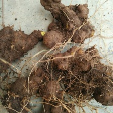 高山种的生姜品种湖南二号