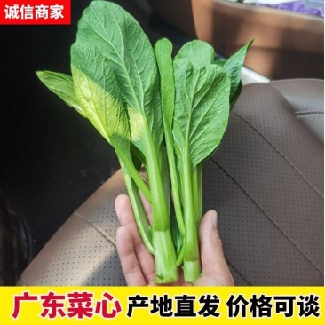 精品广东菜心，迟菜心，菜苔，产地大量供应 常年有货