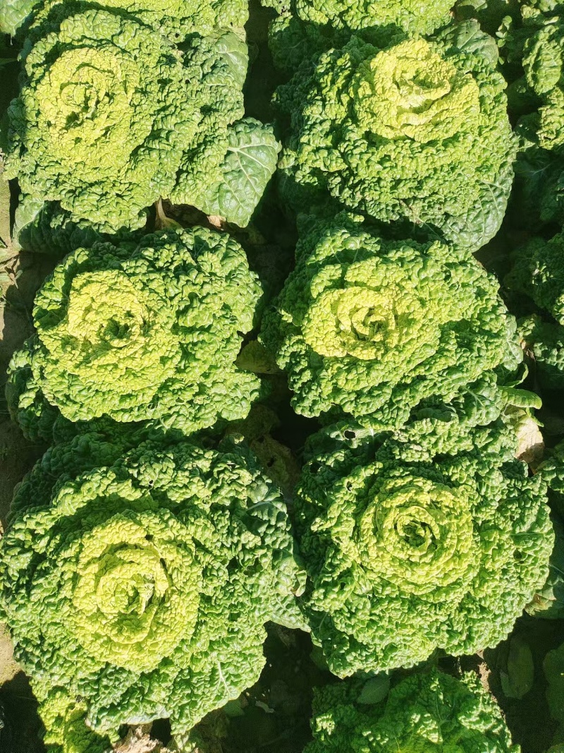 河南南阳千亩黄心菜