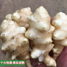 统货菊芋，服务各类客户，可以精选或者水洗随时有货欢迎咨询