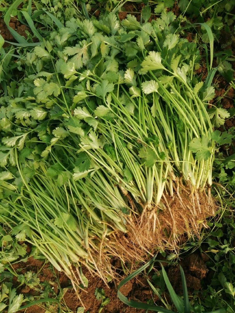 【大叶香菜】安徽香菜 基地直发现摘现发 品质好价格优