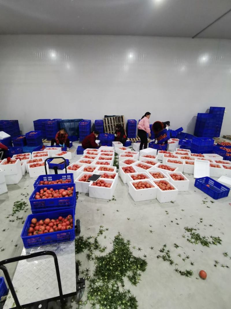 【西红柿】硬粉西红柿 产地直销【坏单包赔】欢迎选购