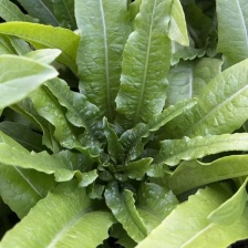 油麦菜、河北精品本地油麦，常年有货、一手货源、量大从优