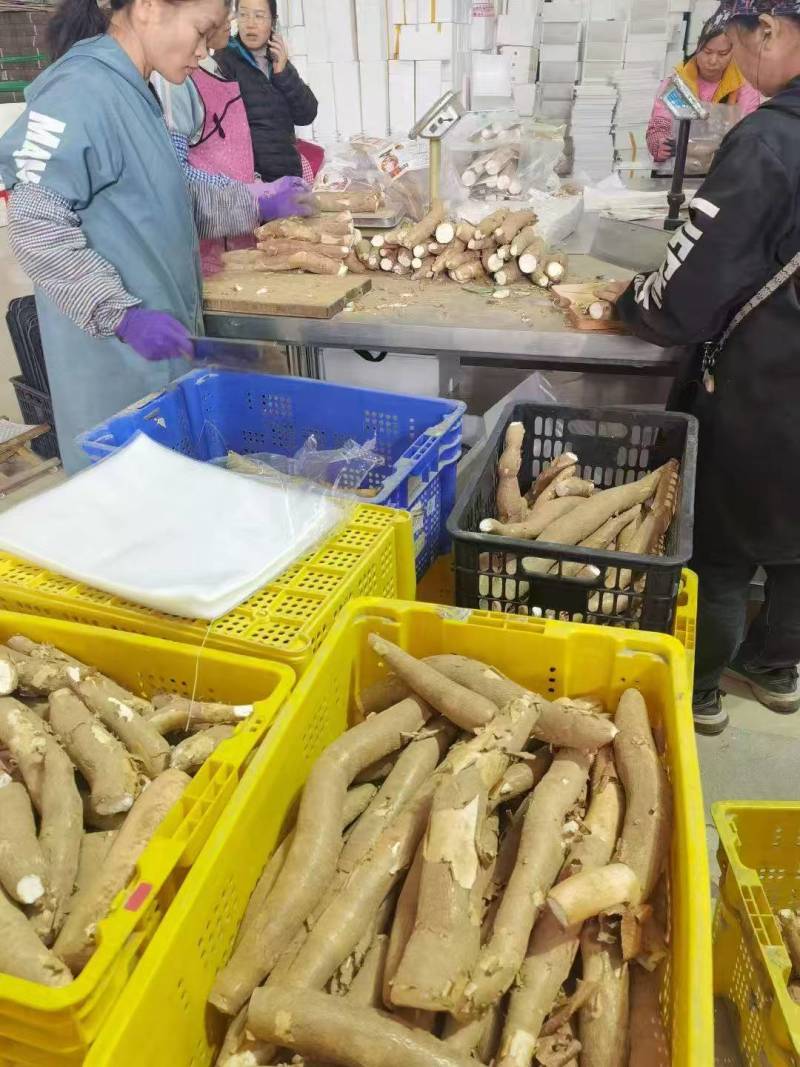 广西木薯大量供应，产地直发，品质保证，量大从优，可视频看货