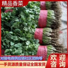 精品大叶<font color=red>香菜</font>  基地直供    大量