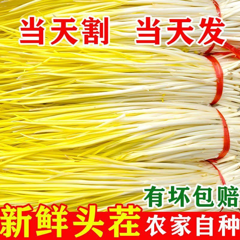 【精选】山东蒜黄大量供应 产地直发 质量保证 对接商超