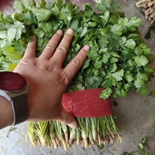 大叶香菜，大叶芫荽，短根无黄叶 欢迎来电咨询