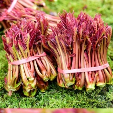 新鲜香椿芽农夫现采现发湖南麻阳野生春木芽