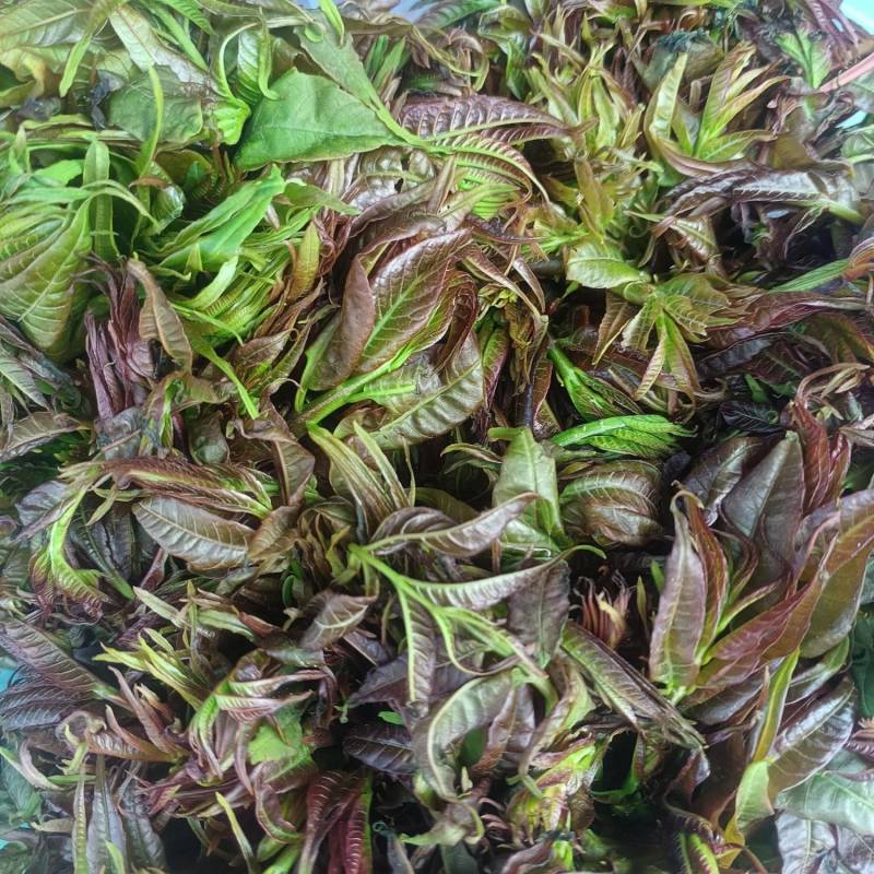 新鲜香椿芽农夫现采现发湖南麻阳野生春木芽