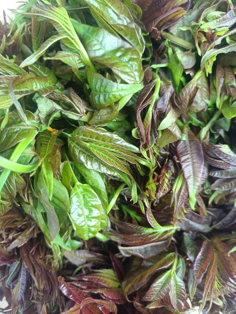 新鲜香椿芽农夫现采现发湖南麻阳野生春木芽