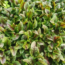 食品级食叶草高蛋白茶，含有18种氨基酸及多种微量元素