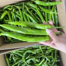 鲜辣椒3号8号红线椒，红小米，海花红，品种齐全！