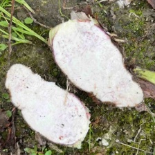 牛奶芋头 对接全国各大电商平台大型批发市场欢迎咨询！