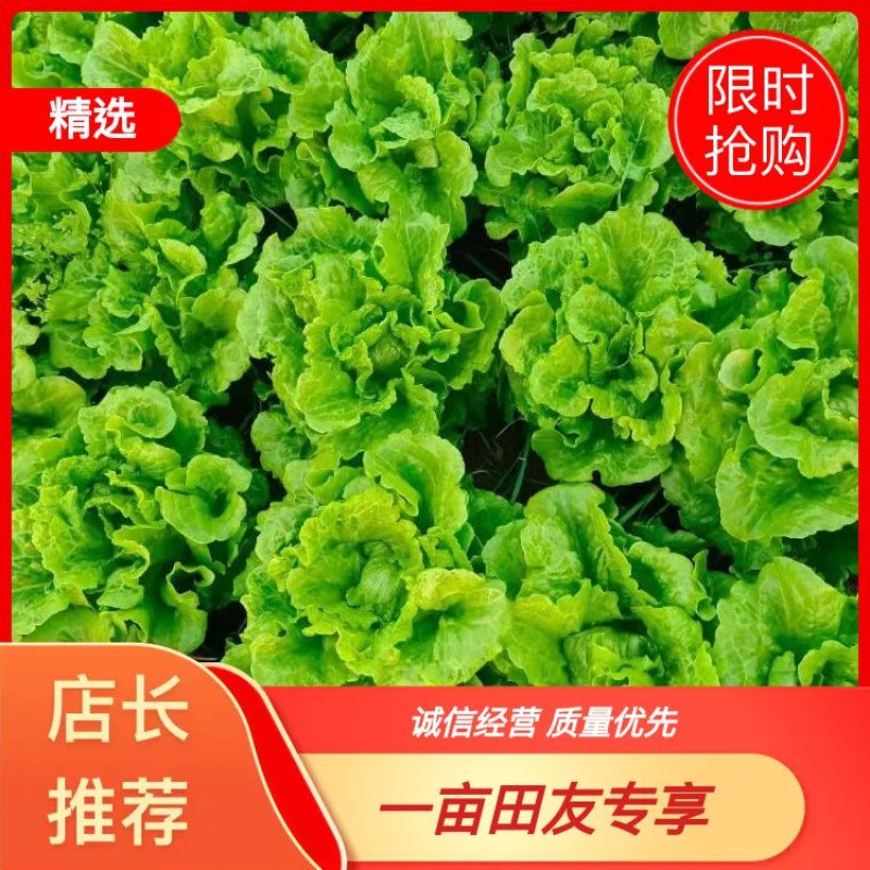 优质精品生菜，棵棵均匀，常年供货，全国发货