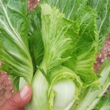 各品种芥菜陆续上市中，欢迎各位老板前来采购！