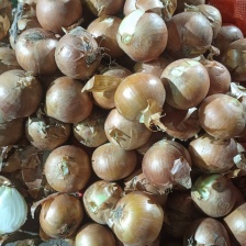 甘肃红皮洋葱丨精品洋葱丨产地一手货源丨对接全国加工厂、市