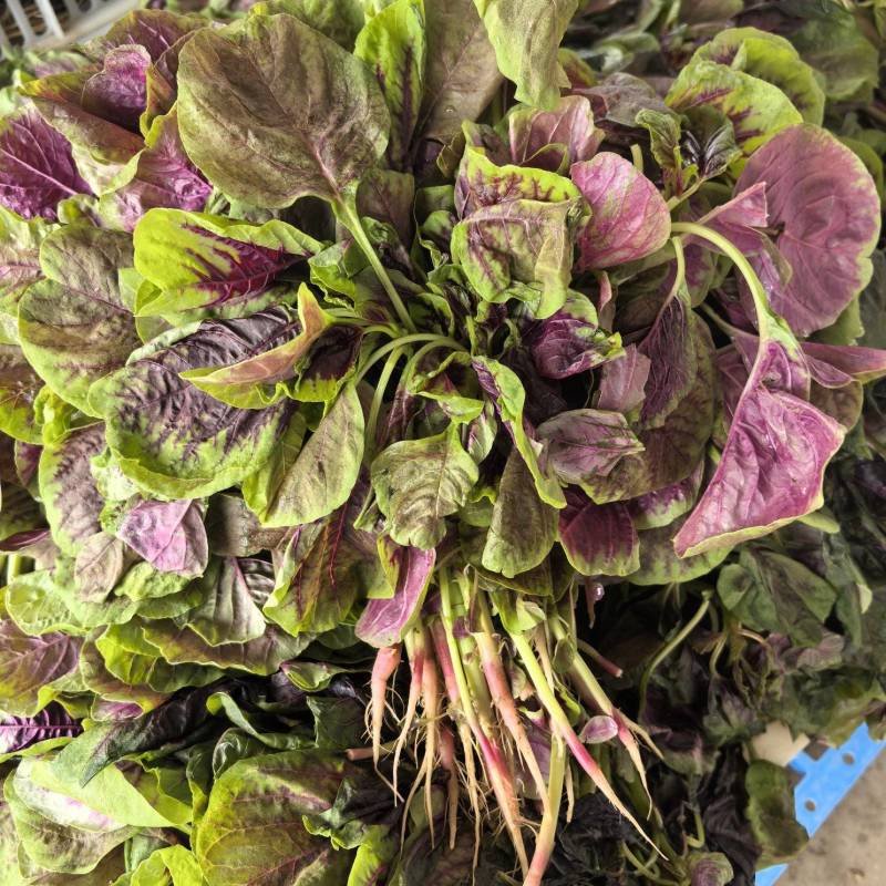 红苋菜，大量供应，需要的老板联系，量大从优，