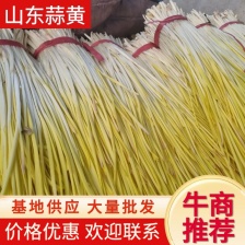 〔精品蒜黄〕山东蒜黄，棚头现割，一手货源，对接电商市场团