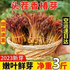 红油香椿 巴山红香椿 香椿芽 色泽味美鲜香浓郁 即将上市