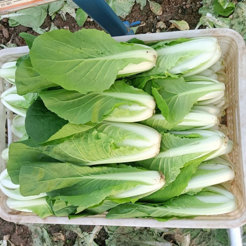 {{牛商推荐}快菜大量上市，量大从优，欢迎来电