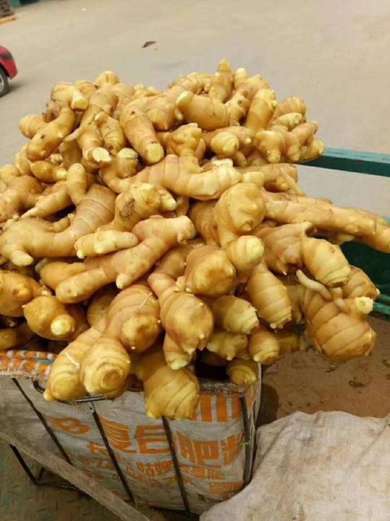 【江苏大黄姜】 清库处理一手货源/坏烂包赔/低价出售