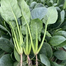 菠菜 大叶菠菜 山东本地大量供应蔬菜可视频看货价格来电详谈