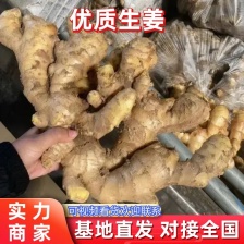 <font color=red>生姜</font> 鲜姜 产地发货 批发电商市场进