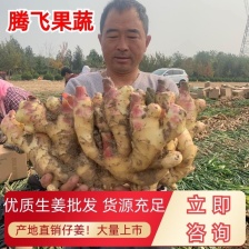 生姜 鲜姜 产地发货 批发电商市场进出口按需