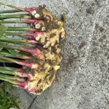 生姜 鲜姜 产地发货 批发电商市场进出口按需