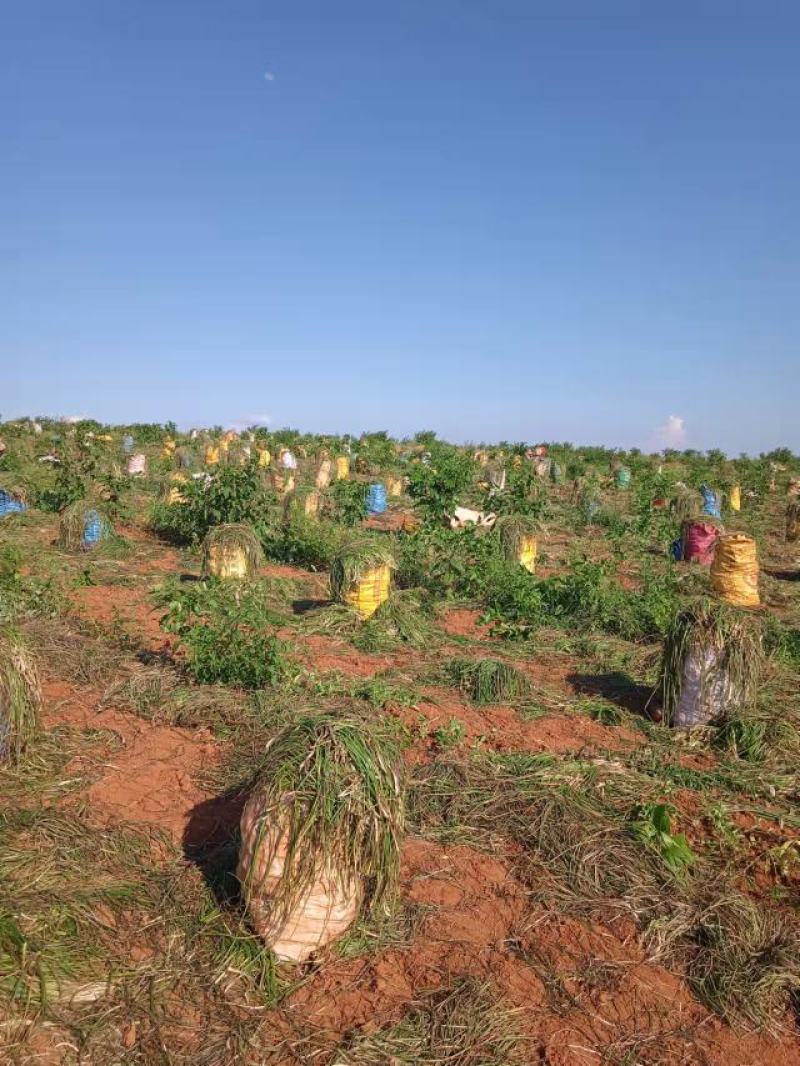 藠头不带绿可水洗去头去尾