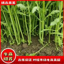 【精选】江苏茼蒿 蒿子秆 基地直供 新鲜现货 实力代发全
