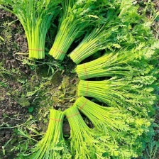 【精选】江苏茼蒿 蒿子秆 基地直供 新鲜现货 实力代发全