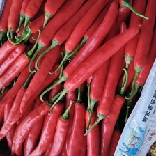 小米椒、云南、海南、广东、、中专商丘大量供应市场电商。