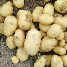 【精选<font color=red>土豆</font>】沃土五号内蒙古实力供货货