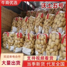 【精选土豆】沃土五号内蒙古实力供货货源充足稳定来电优惠