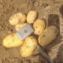 荷兰十五<font color=red>土豆</font> 精品 3两以上。走超市