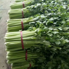 精品香芹山芹毛芹大量上市中欢迎各地客