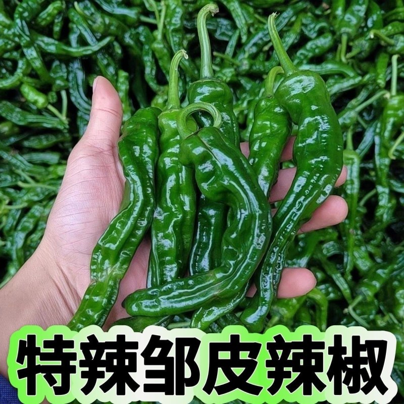 精品大黑皱皮辣椒，今日报价，品质有保障，需要的请联系