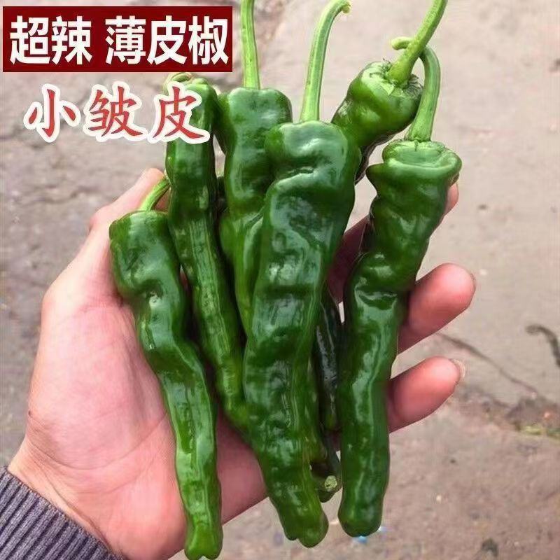 精品大黑皱皮辣椒，今日报价，品质有保障，需要的请联系