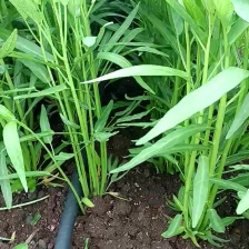 空心菜大量上市，需要的老板请联系。