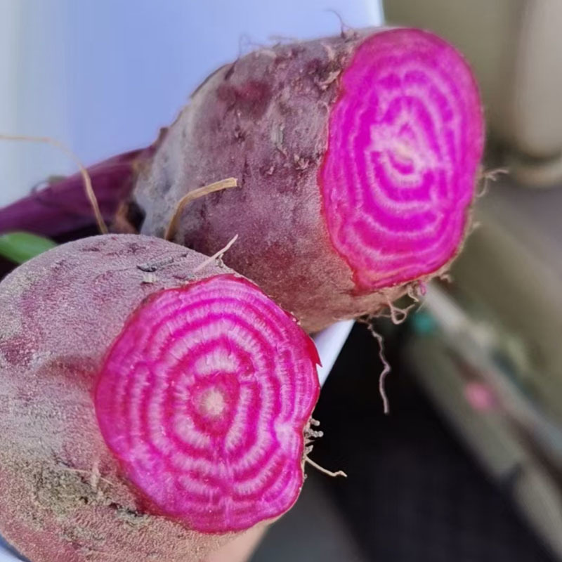 花纹甜菜头种子 血头菜螺旋纹红萝卜甜菜头沙拉蔬菜苗