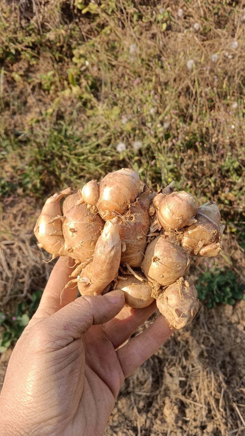 现挖沙姜，靓货，够大，广东省内包邮