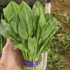 大棚菠菜