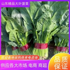 大棚菠菜