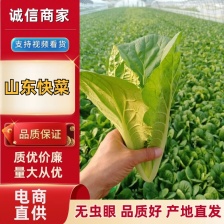 《快菜 毛白菜》安徽快菜 基地现货 稳定货源 常年供应