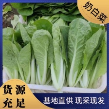 山东奶白菜 快菜水白品质保证，全年有货小白菜
