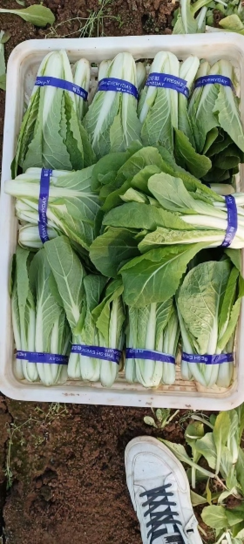 山东奶白菜 快菜水白品质保证，全年有货小白菜